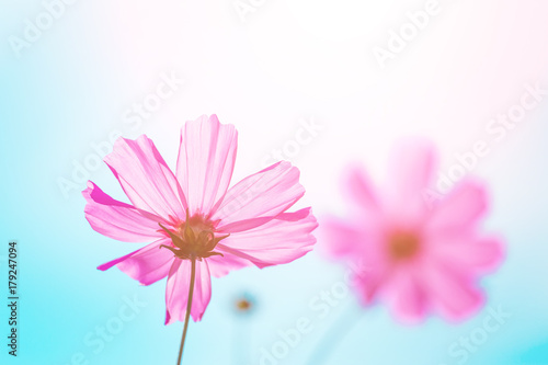 Flower. Pink cosmos on blue sky