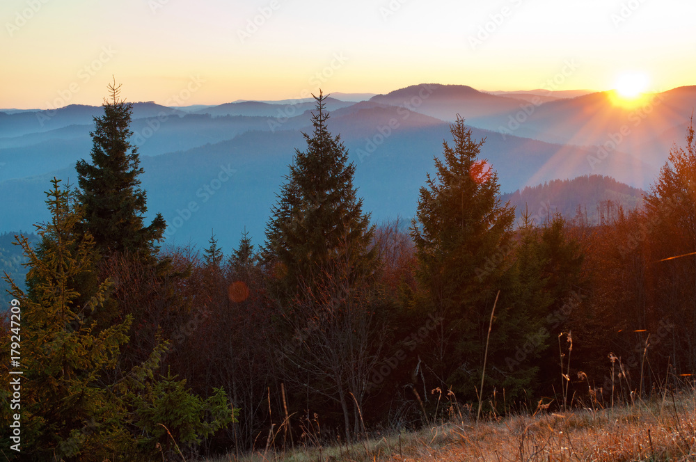Rays of red sun setting among pines, spruce trees against smoky mountain range covered in purple grey mist under warm light cloudless sky on a warm fall evening in October. Carpathians, Ukraine