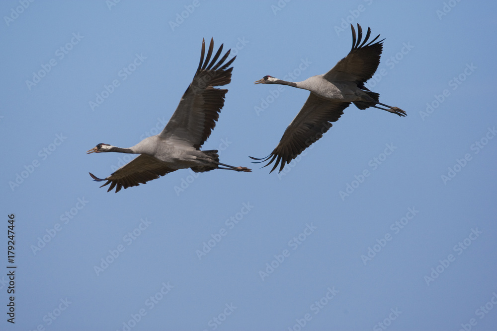 Obraz premium Kranich