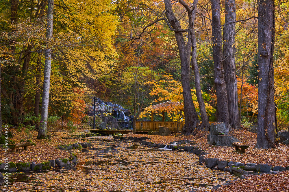 Fototapeta premium 神楽岡公園の紅葉