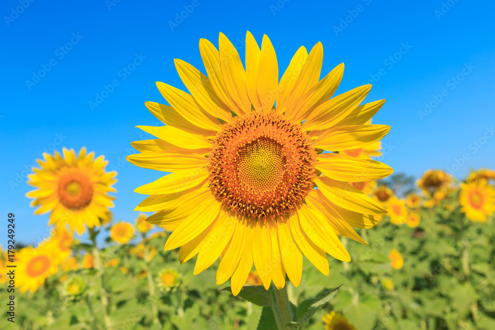 Sunflower under the blue sky.