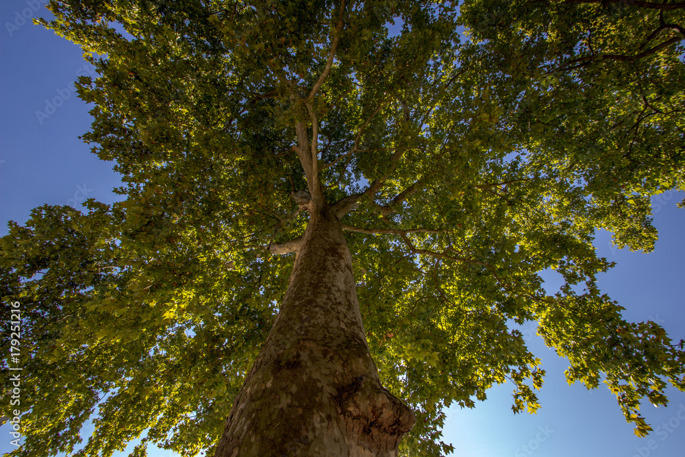 Fototapeta premium Tree