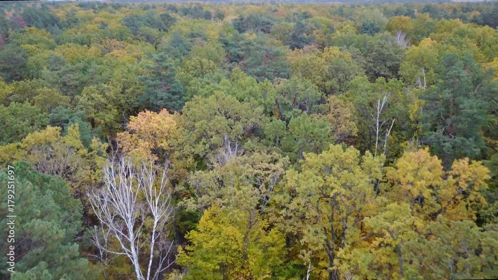 Aerial view of theforest with trees covered with yellow foliage Aerial view of theforest with trees covered with yellow foliage