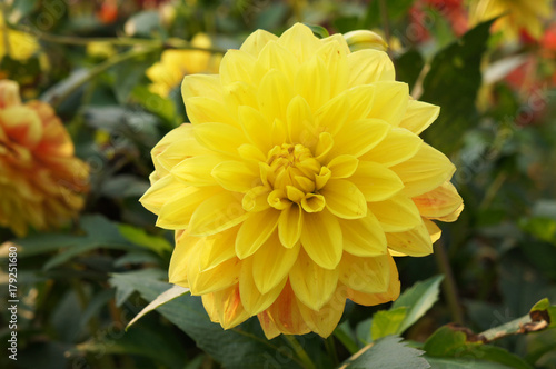 Fototapeta Naklejka Na Ścianę i Meble -  Yellow dahlia flower head with green