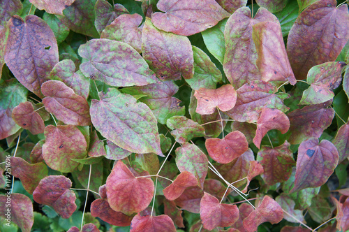 Red and green leaves of barrenwort or epimedium pinnatum colchicum 