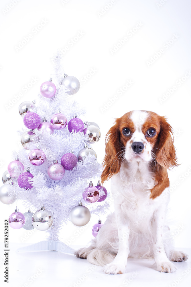 Christmas animal christmas dog pet photo. Celebrate christmas with cute puppy dog. White background.