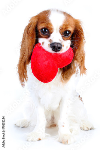 Dog with heart Fototapeta