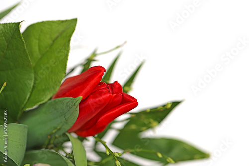 Flower mockup. bright red tulip with green foliage isolated on white background. copy space.