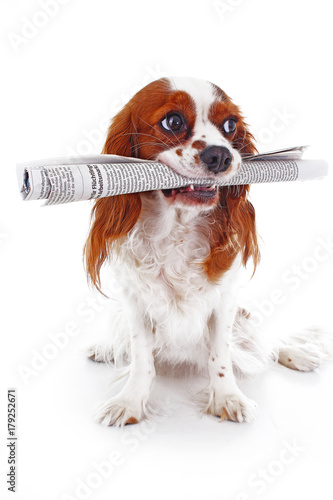 Smart dog fetching the newspaper. Dog carrying holding newspaper on isolated white studio background.