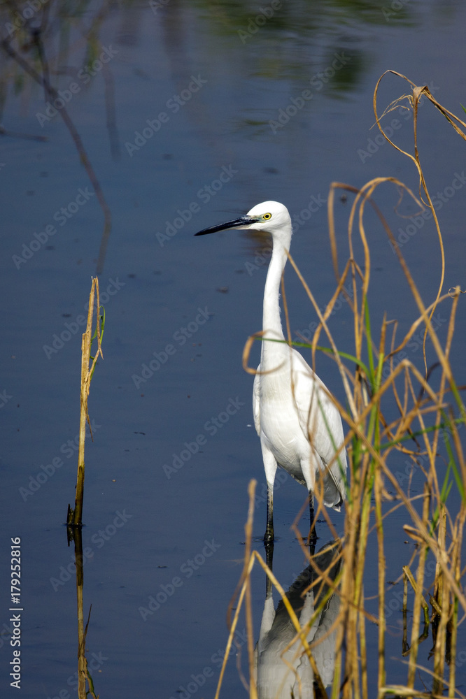 Obraz premium Image of Great Egret(Ardea alba) on the natural background. Heron, White Birds, Animal.