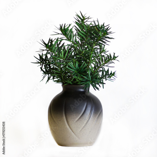 Branch of evergreen plant in a vase isolated on white background.