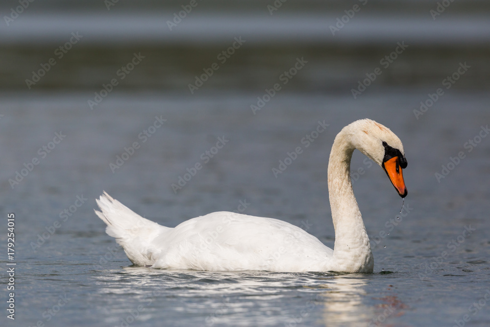 side view portrait of swimming mute swan (Cygnus olor) side view portrait of swimming mute swan (Cygnus olor)