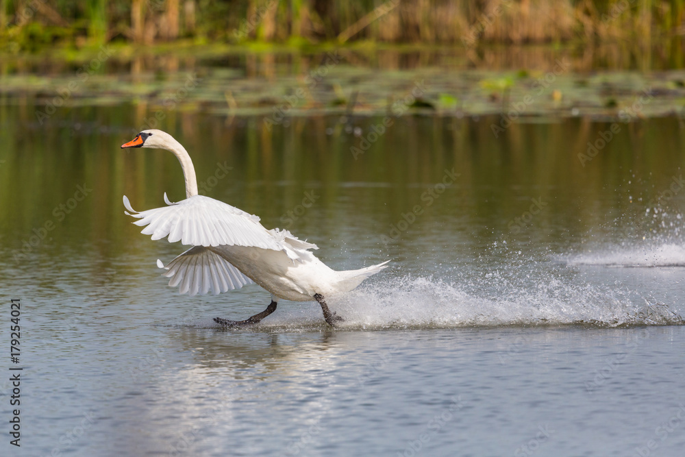 mute swan (Cygnus olor) running on the water surface with reed mute swan (Cygnus olor) running on the water surface with reed