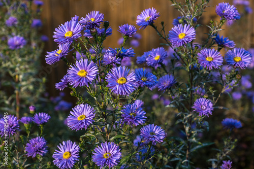 Fleabane or Erigeron with blue flowers on flowerbed. Daisies with blue petals and bright yellow centers