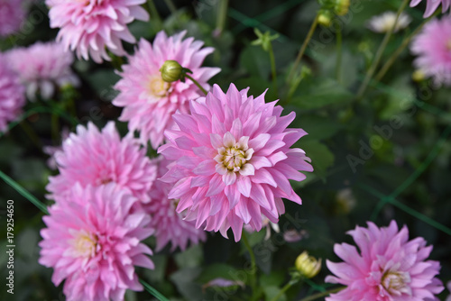 Fototapeta Naklejka Na Ścianę i Meble -  Dahlia rose en été au jardin