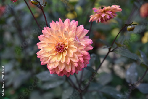 Fototapeta Naklejka Na Ścianę i Meble -  Dahlia rose et jaune au jardin en été