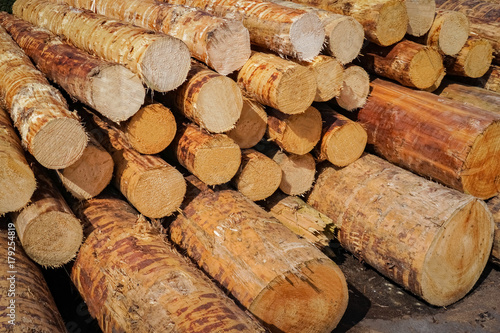 Forstwirtschaft - entrindete Baumstämme im Sägewerk