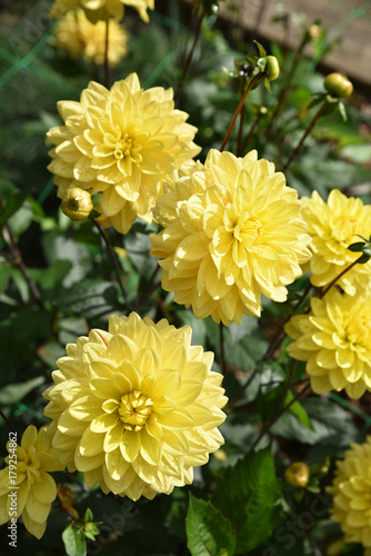 Fototapeta Naklejka Na Ścianę i Meble -  Dahlia jaune en été au jardin
