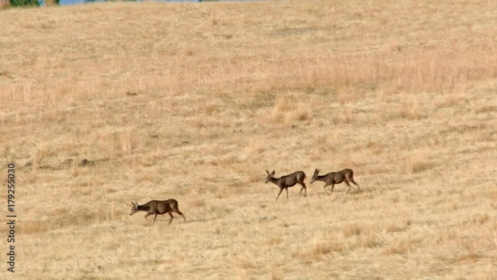 Mule deer walking across field Western Ranch Oregon 5 Mule deer walking across field Western Ranch Oregon 5