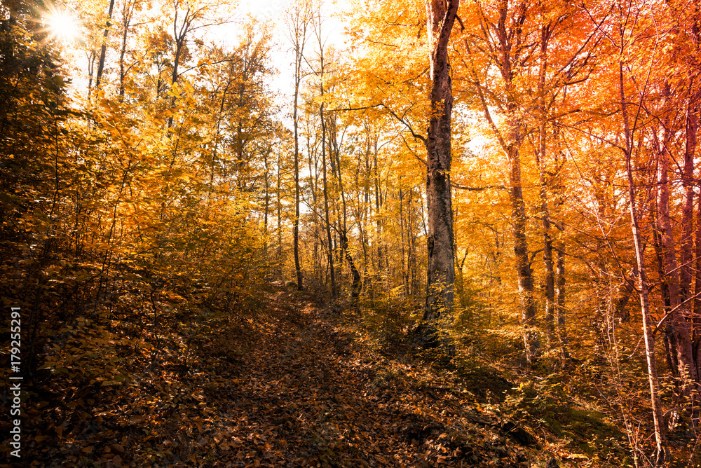 Fototapeta premium autumn forest landscape