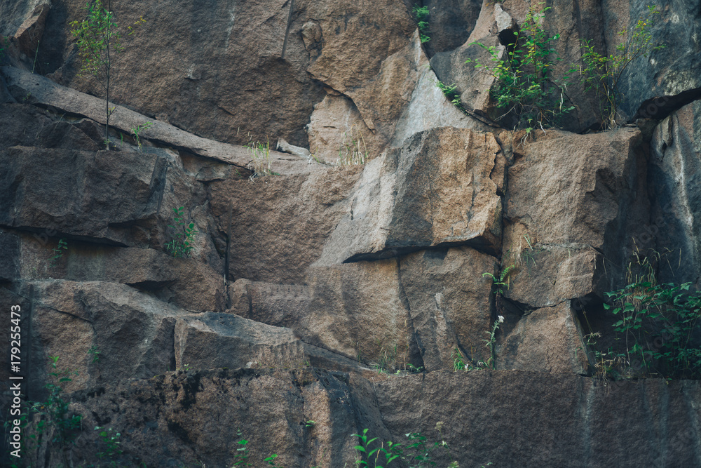 Fototapeta premium rock with sparse growth of shrubs