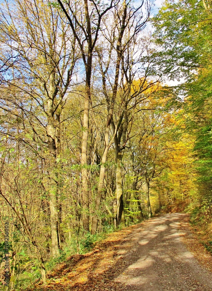 Weg durch den herbstlichen Wald