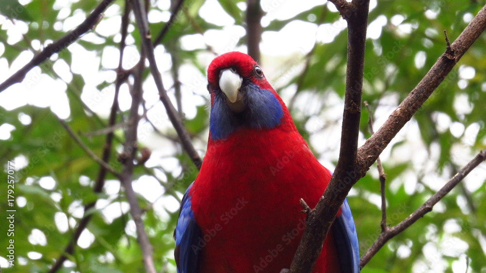 Curious Crimson Rosella in a Tree Curious Crimson Rosella in a Tree