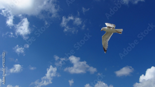 Seagull in Flight With Blue Sky