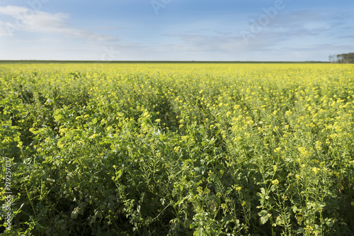 flowering field of mustard seed and blue sky in dutch province of flevoland in the netherlands