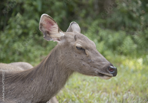 head of brow-antlered deer