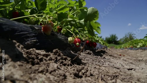 Row of strawberries low angle shot photo