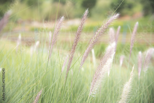 Closeup nature view of grass on blurred background