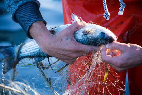 fisherman while cleaning the fishnet from the fish