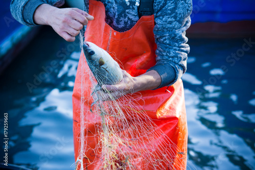 fisherman while cleaning the fishnet from the fish