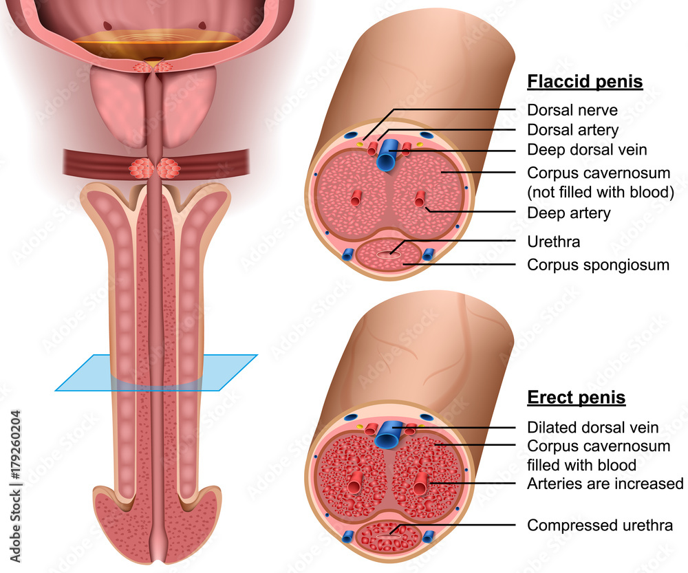 Fotografie, Obraz Anatomy, cross section Penis, 3d vector illustration |  Posters.cz