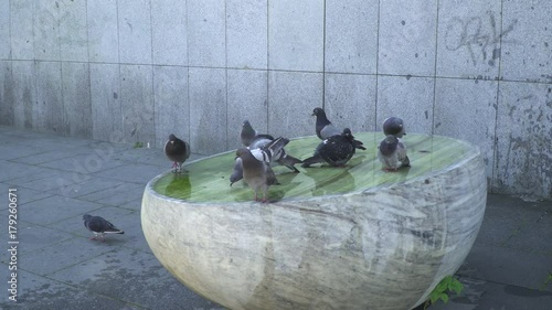 Pigeons on Fountan drink water in Prague photo