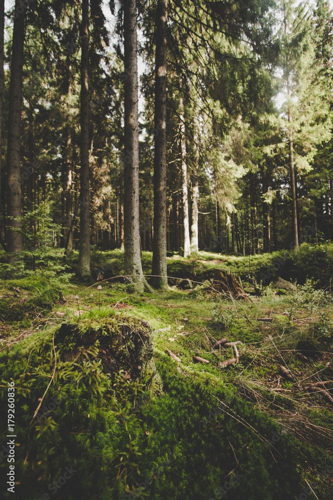 Obraz premium Zauberwald