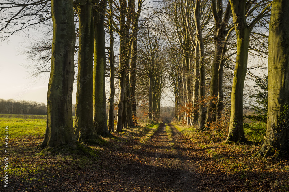 Fototapeta premium Country road passing through the forest in the region of Normandy, France. Landscape in autumn sunny day. Toned