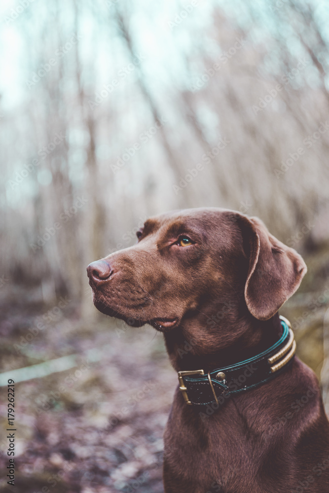 Charming dog in nature Charming dog in nature