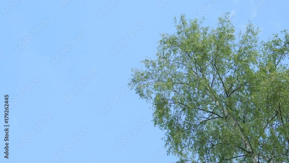 Tree waving leaves on the background of blue sky Tree waving leaves on the background of blue sky