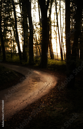 Road through the forest in low light.