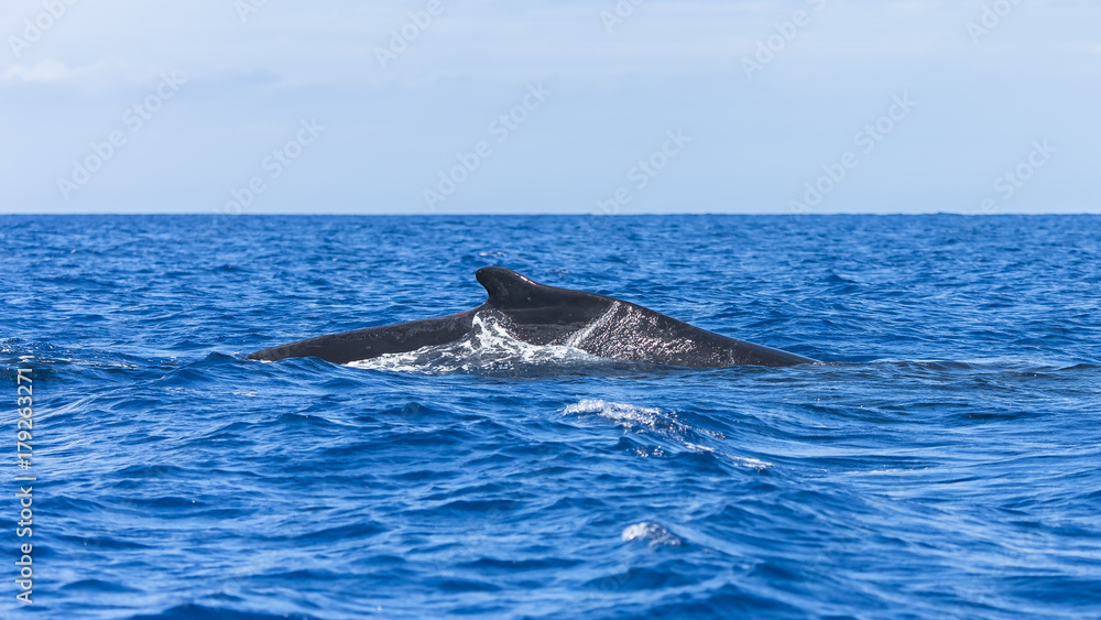 Humpback whale swimming in the Pacific Ocean, back of the whale diving
Humpback whale swimming in the Pacific Ocean, back of the whale diving