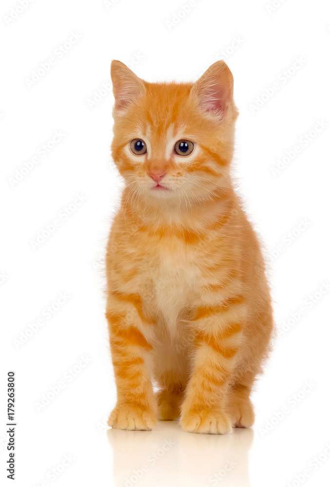 Obraz premium Beautiful small red cat looking at camera