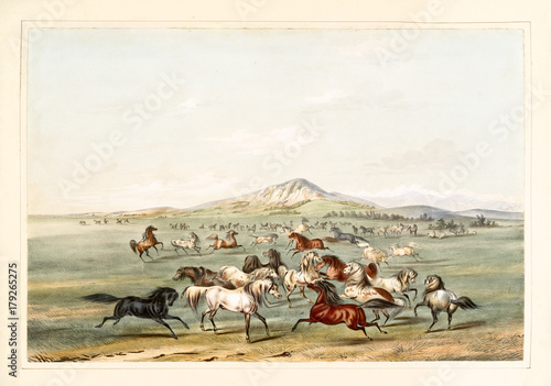 Obraz na płótnie Stara akwareli ilustracja dzicy konie biega i bawić się na szerokiej równinie. Wg G. Catlin, North American Indian Portfolio Catlin, Ackerman, Nowy Jork, 1845