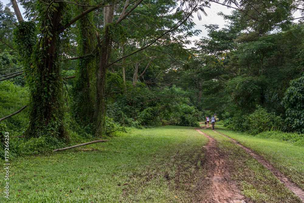 Fototapeta premium Path in the forest. A dirt road in the middle of trees and grass. Path in the forest
