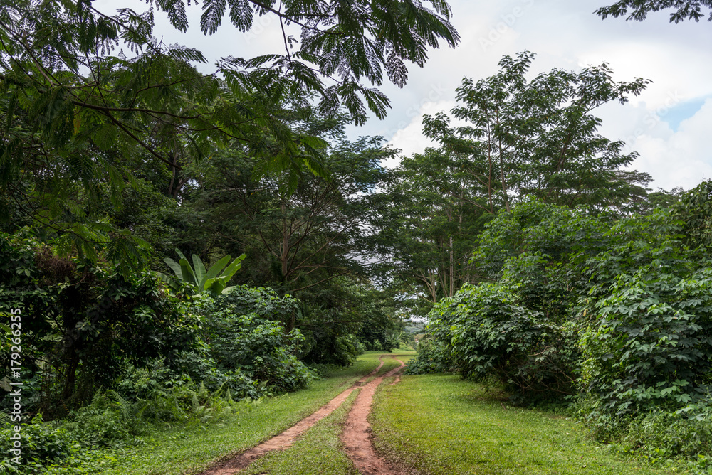 Obraz premium Path in the forest. A dirt road in the middle of trees and grass. Path in the forest