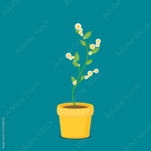 Fototapeta Naklejka Na Ścianę i Meble -  Flat vector flower in pot