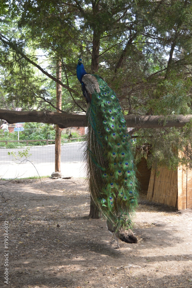 Obraz premium peacock, nature, park, green