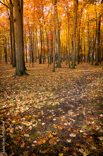 autumn foliage scenic