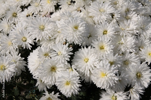 chrysanthemum flowers closeup